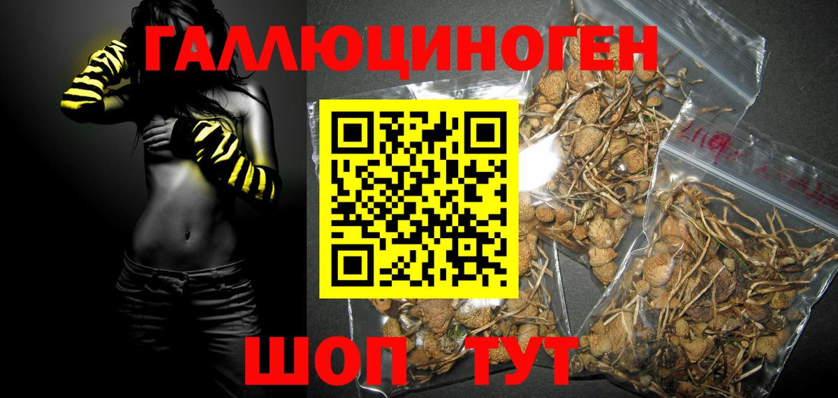 Псилоцибиновые грибы GOLDEN TEACHER Ставрополь